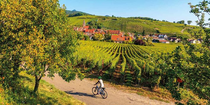 Weinberge unter blauem Himmel im Elsass.