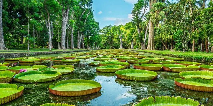 Riesenseerosen im Botanischen Garten von Pamplemousses auf Mauritius, umgeben von tropischen Bäumen und Wasserbecken