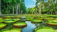 Riesenseerosen im Botanischen Garten von Pamplemousses auf Mauritius, umgeben von tropischen Bäumen und Wasserbecken